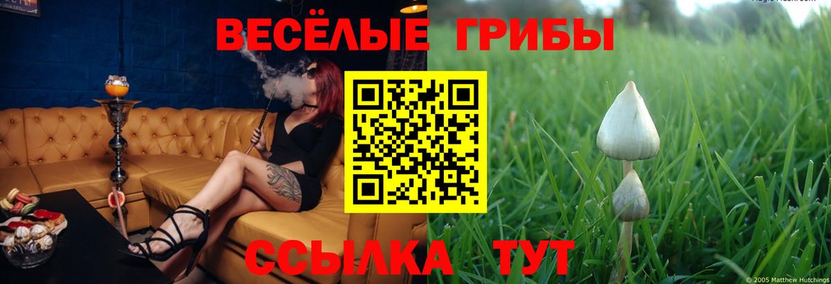 Галлюциногенные грибы Psilocybine cubensis  Вход с VPN  Благодарный  Галлюциногенные грибы GOLDEN TEACHER 